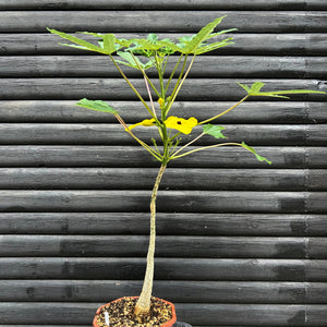 Uncarina Decaryi - stor