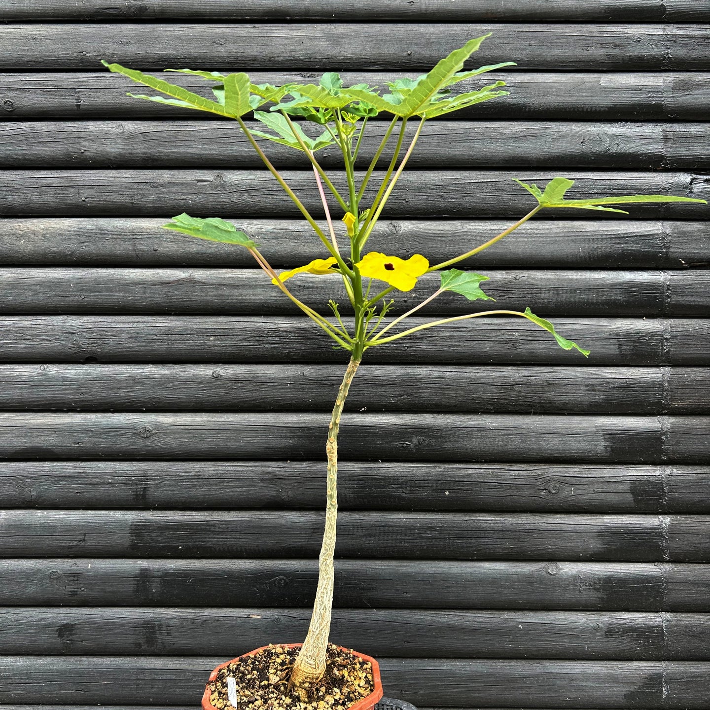 Uncarina Decaryi - stor