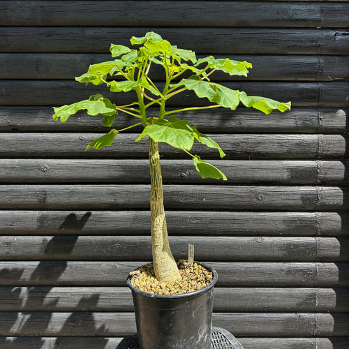 Uncarina Grandidieri - 70cm