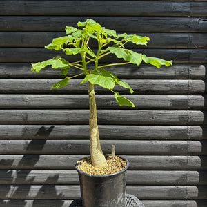 Uncarina Grandidieri - 70cm