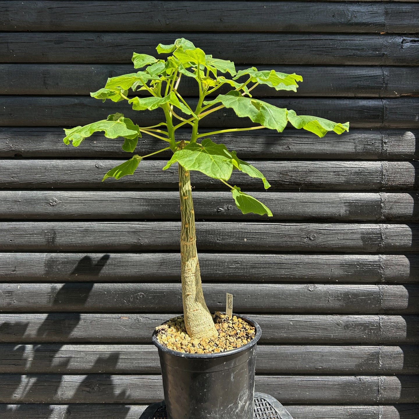 Uncarina Grandidieri - 70cm