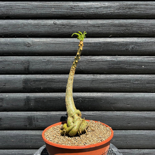 Uncarina Peltata 40-50cm