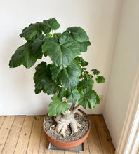 Uncarina Roeoesliana - stor