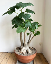 Uncarina Roeoesliana - stor