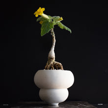 Uncarina Roeoesliana - medium size