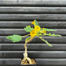 Uncarina Roeoesliana - medium size