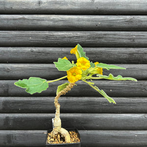 Uncarina Roeoesliana - medium size