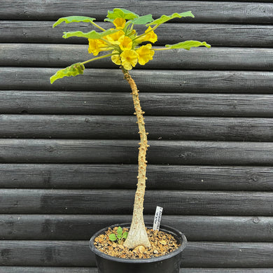 Uncarina Roeoesliana - stor 70cm