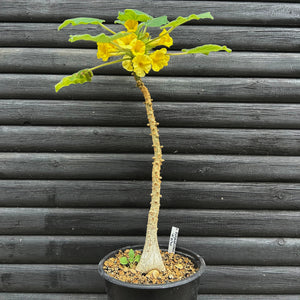 Uncarina Roeoesliana - stor 70cm