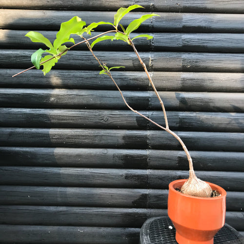 Petopentia Natalensis