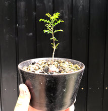Operculicarya Decaryi