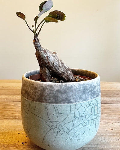 Phyllanthus mirabilis