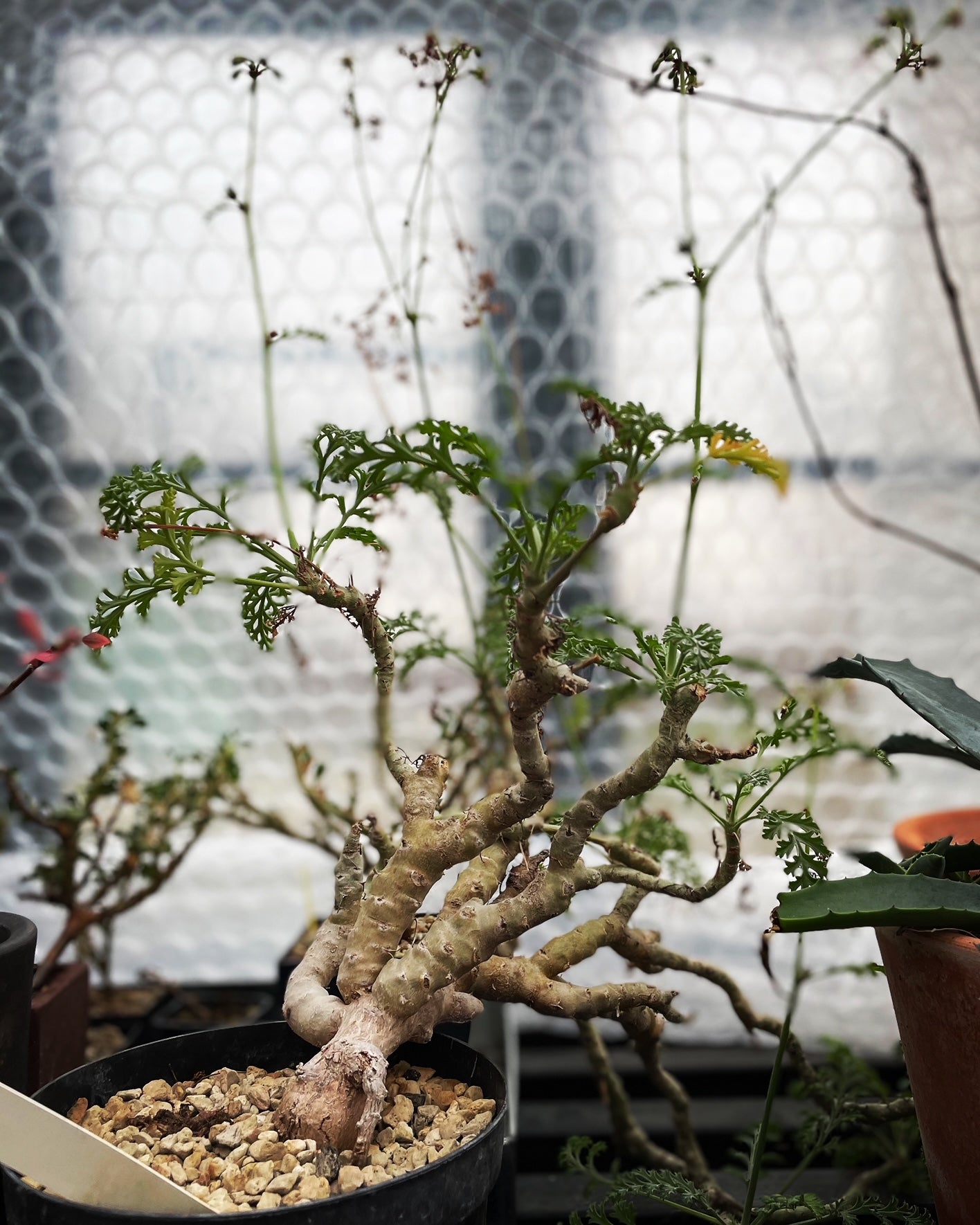 Stor Pelargonium Carnosum