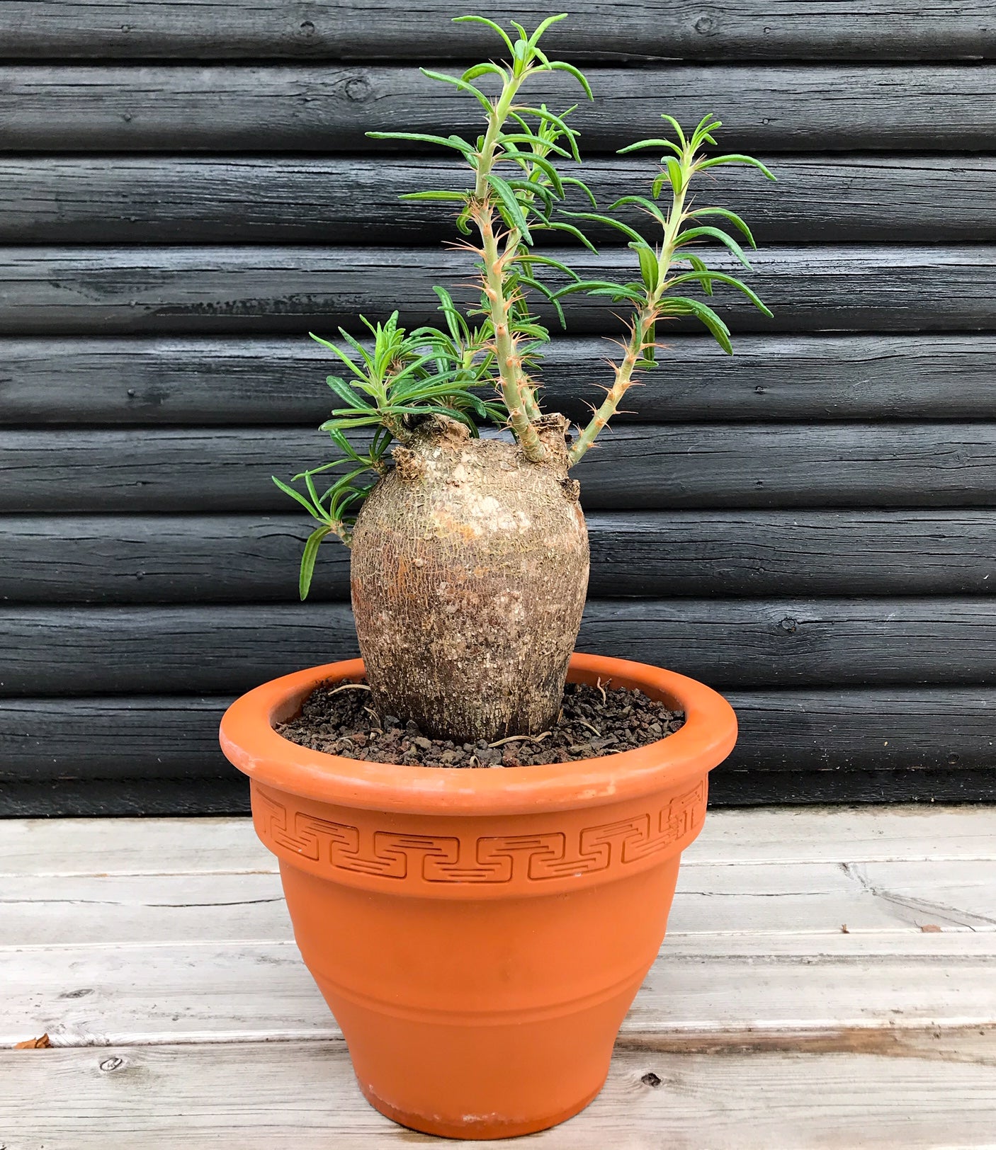 Pachypodium Succulentum - stor