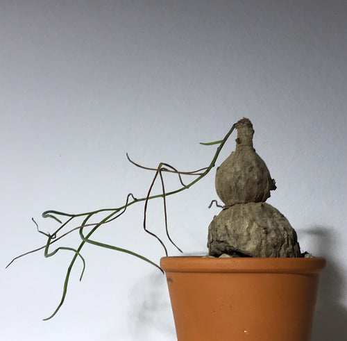 Ipomoea Bolusiana