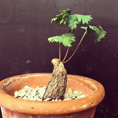 Pelargonium sp. Nova