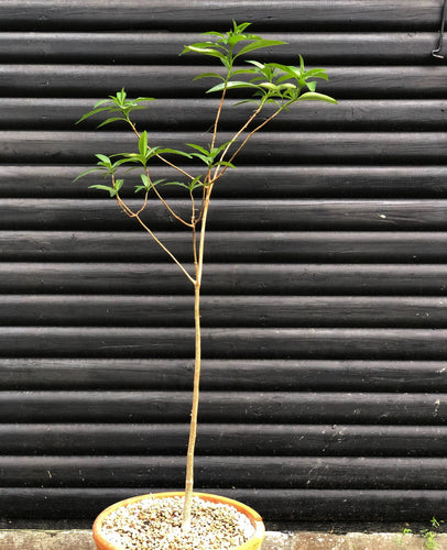 Baobab - Adansonia Digitata - 200cm