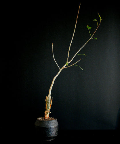 Bursera Fagaroides