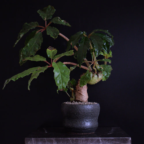 Begonia Carolineifolia