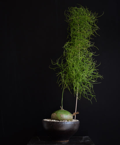 Bowiea Volubilis