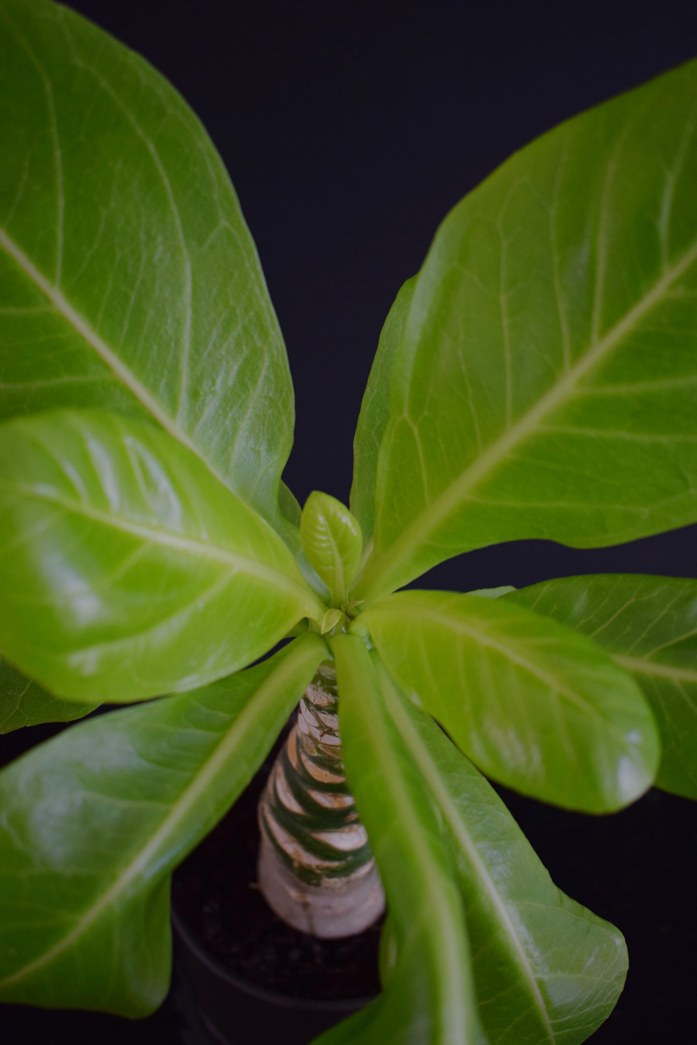 Brighamia Insignis - Hawaii palme – Caudiciform.com