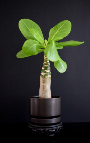 Brighamia Insignis - Hawaii palme