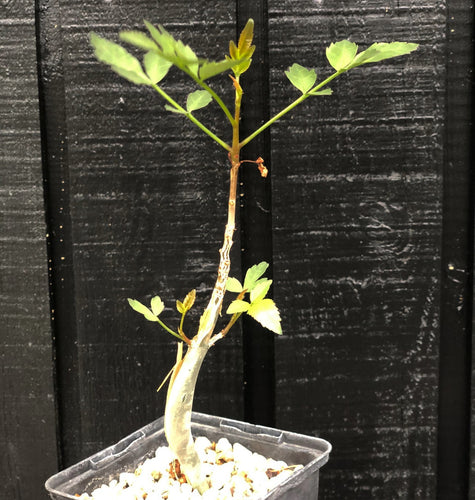 Bursera Fagaroides