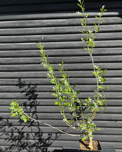 Bursera Fagaroides