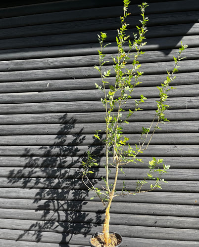 Bursera Fagaroides - 120cm