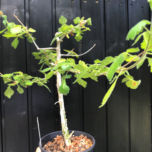 Commiphora Oblongifolia