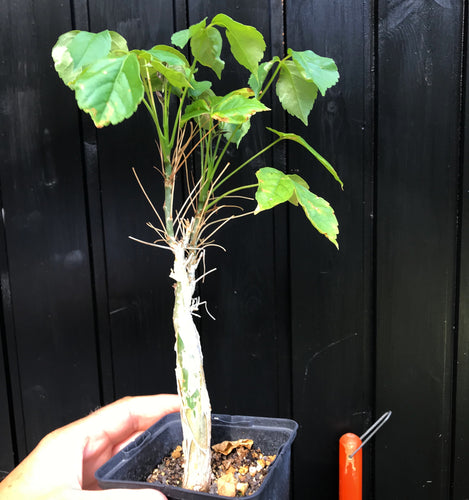Commiphora Unilobata til salg på Caudiciform.com
