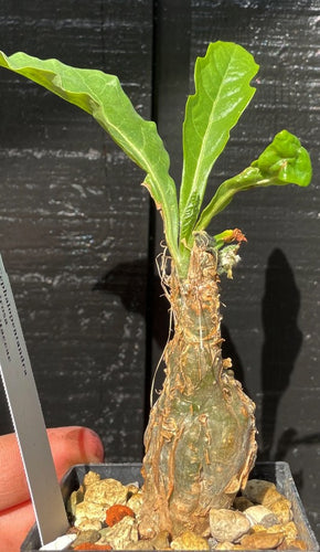 Cephalopentandra Ecirrhosa
