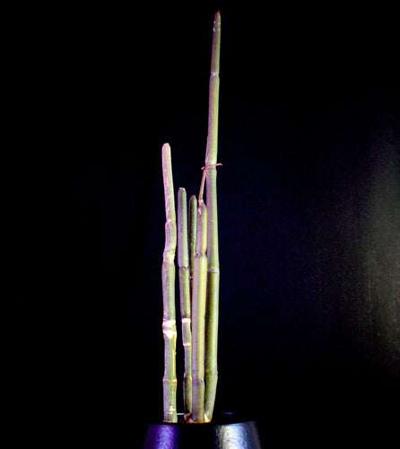 Ceropegia Fusca