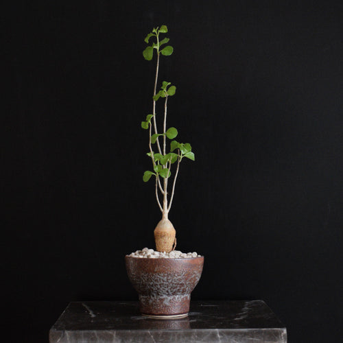 Clerodendrum Myricioides