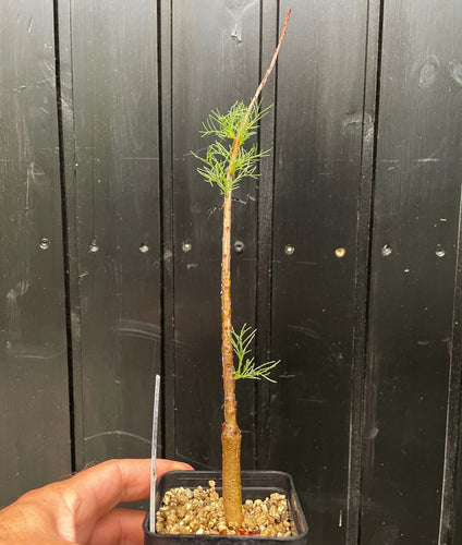 Commiphora Kraeuseliana
