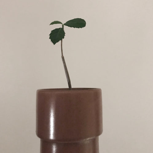 Commiphora Kua