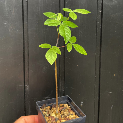 Commiphora Mildbraedii