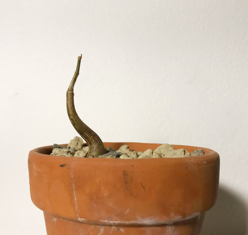 Cyphostemma Roseiglandulosum