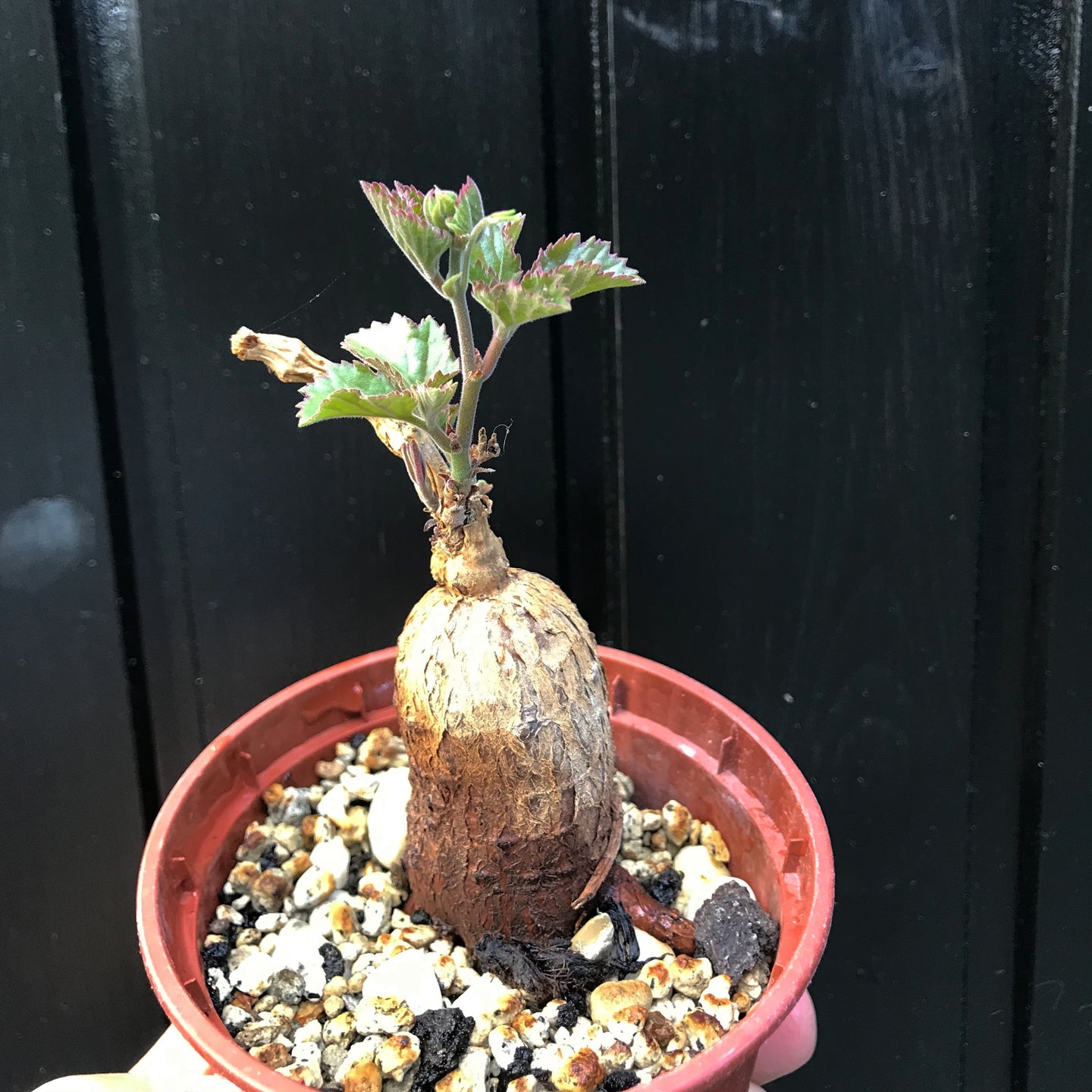 Cyphostemma sp. (Ngare Mara)