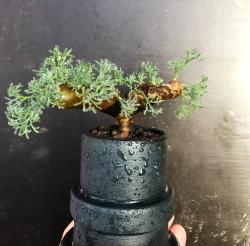 Sarcocaulon Multifidum