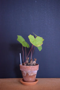Pelargonium Transvaalense