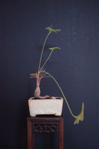 Pelargonium Quinquelobatum