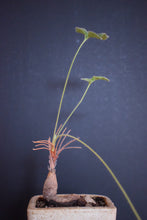 Pelargonium Quinquelobatum