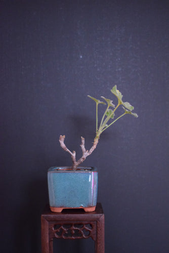 Pelargonium Sidoides