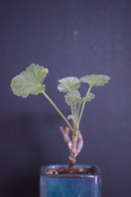 Pelargonium Sidoides