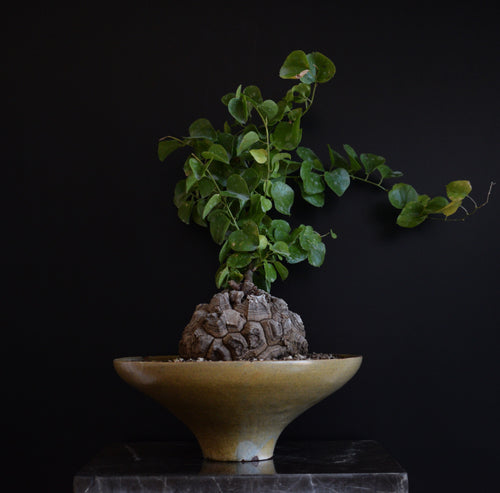 Dioscorea Elephantipes