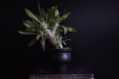 Pachypodium Horombense