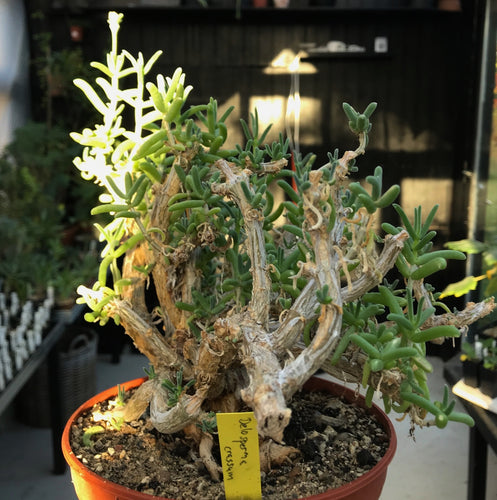 Delosperma Crassum