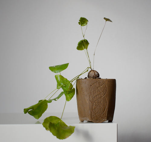 Dioscorea Elephantipes i høj potte