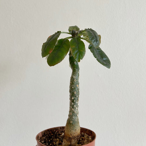 Dorstenia Foetida